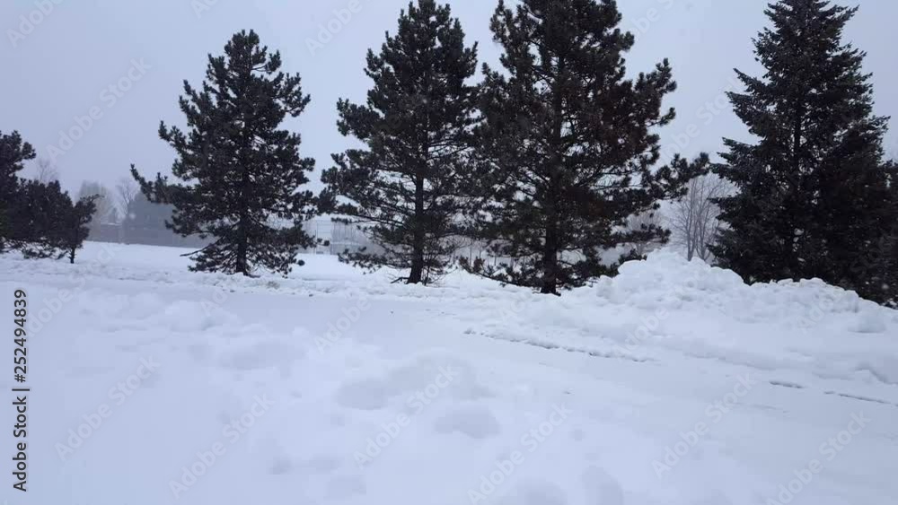 Snow Storm Blizzard With Evergreen Trees. Snowing Nature Scene With Tree Area. Snowy North Weather Scenic Landscape. Snow Storm Blizzard With Evergreen Trees. Snowing Nature Scene With Tree Area. Snowy North Weather Scenic Landscape.