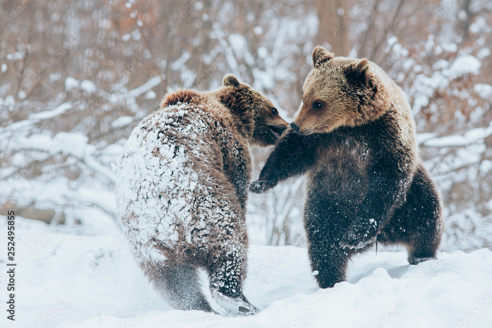 Obraz premium Bear cubs