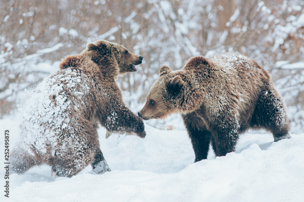 Obraz premium Bear cubs