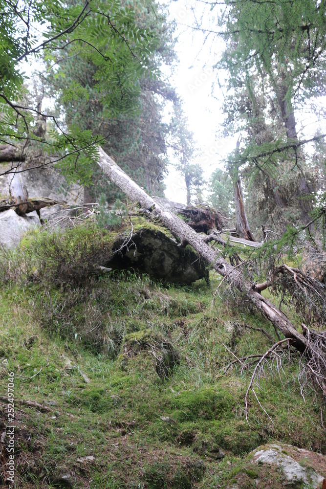 Fototapeta premium Arbre mort tombé