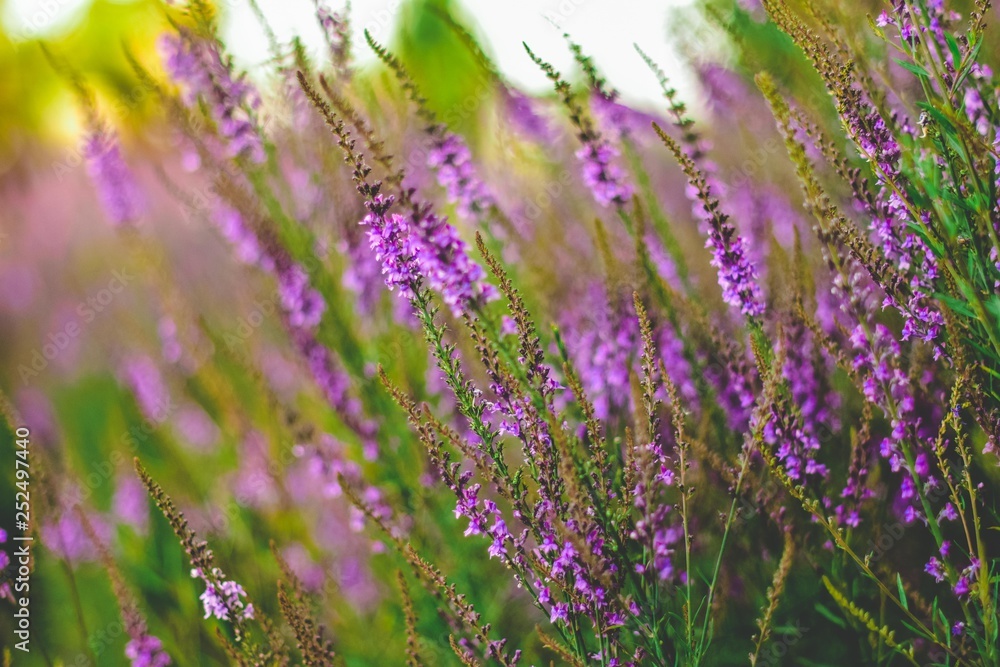 Fototapeta premium field of purple flowers