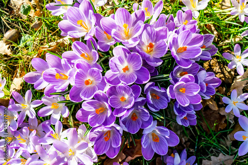 Many crocuses close up. Purple crocuses bloom. Sunny spring day.