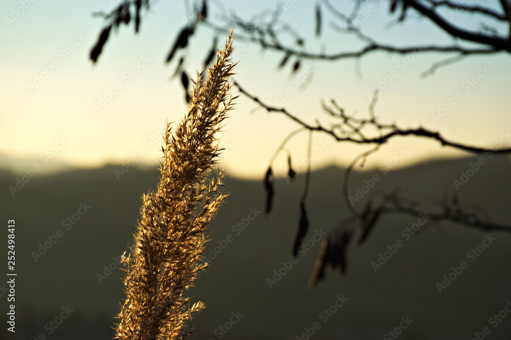 Obraz premium illuminated vegetation at sunset, hills