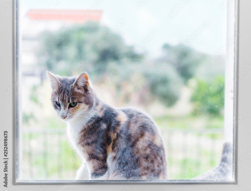 Little kitten sitting outside the kitchen window and looking