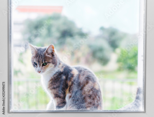 Little kitten sitting outside the kitchen window and looking