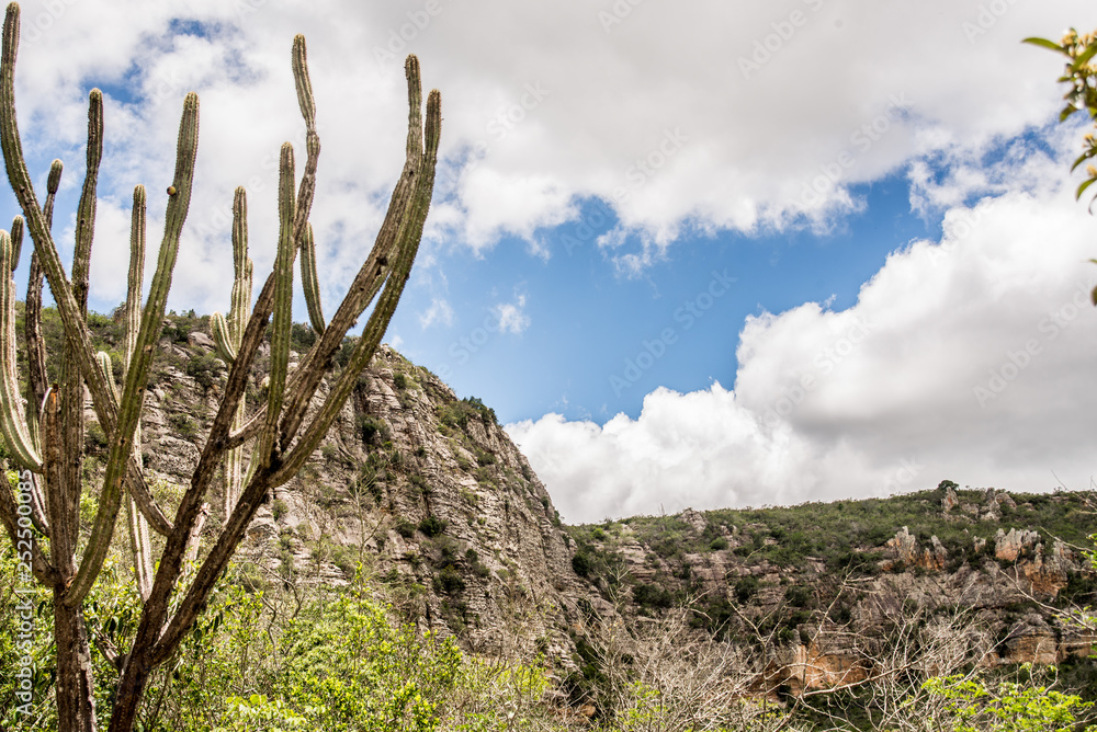 landscape of a desert environment