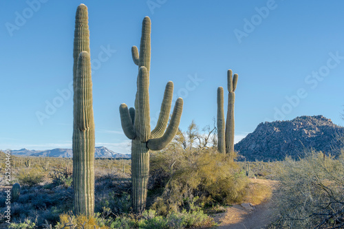 The saguaros line the trail