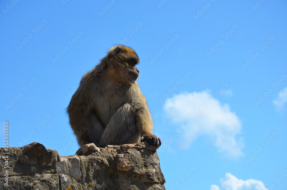 Barbary Macaque Monkey, Gibraltar