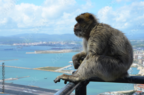 Barbary Macaque Overlooking Gibraltar © MsKittyMittens