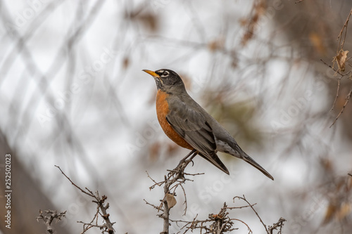 American robin perched on branch at Rio Grande Nature Center, Albuquerque, New Mexico