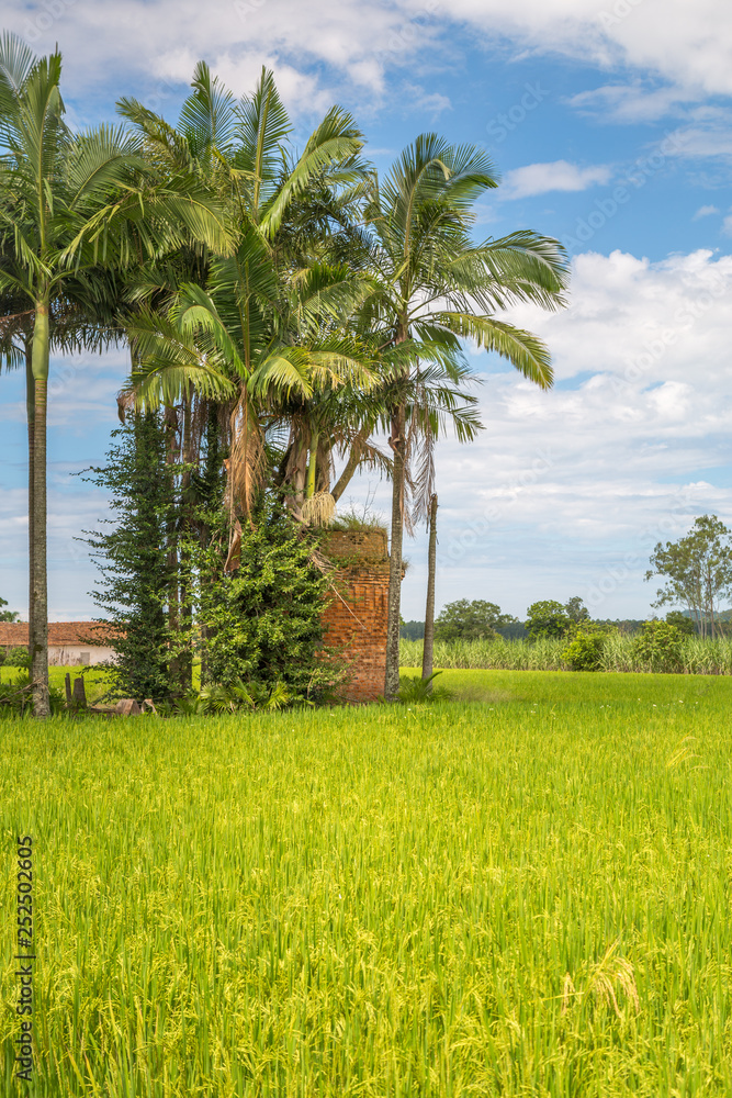 Fototapeta premium Palm tree in a rice field.
