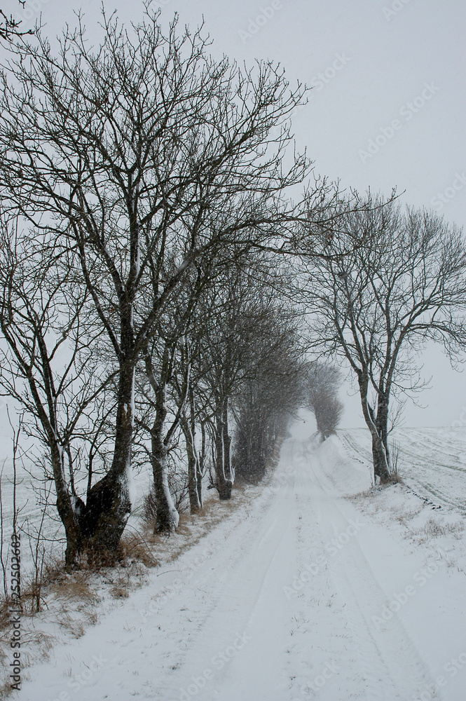 Obraz premium landscape with small road and large trees in winter seen during an intense snowfall