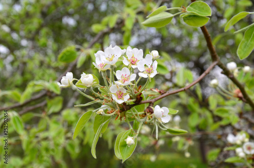 flowering branch of pear trees in spring garden