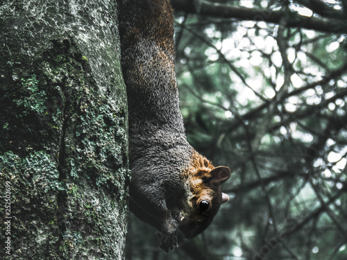 Ardilla en el bosque 