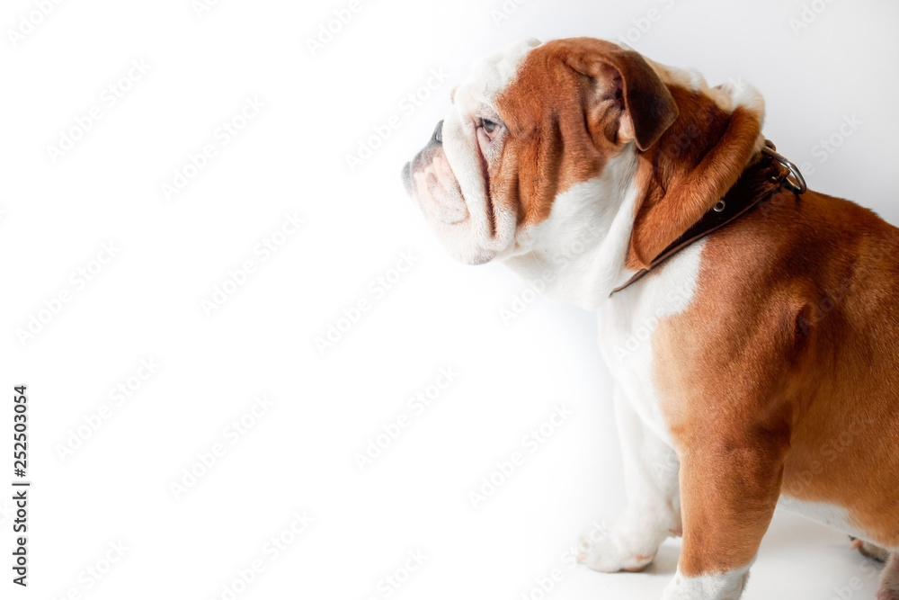 english bulldog on isolated white background in profile
