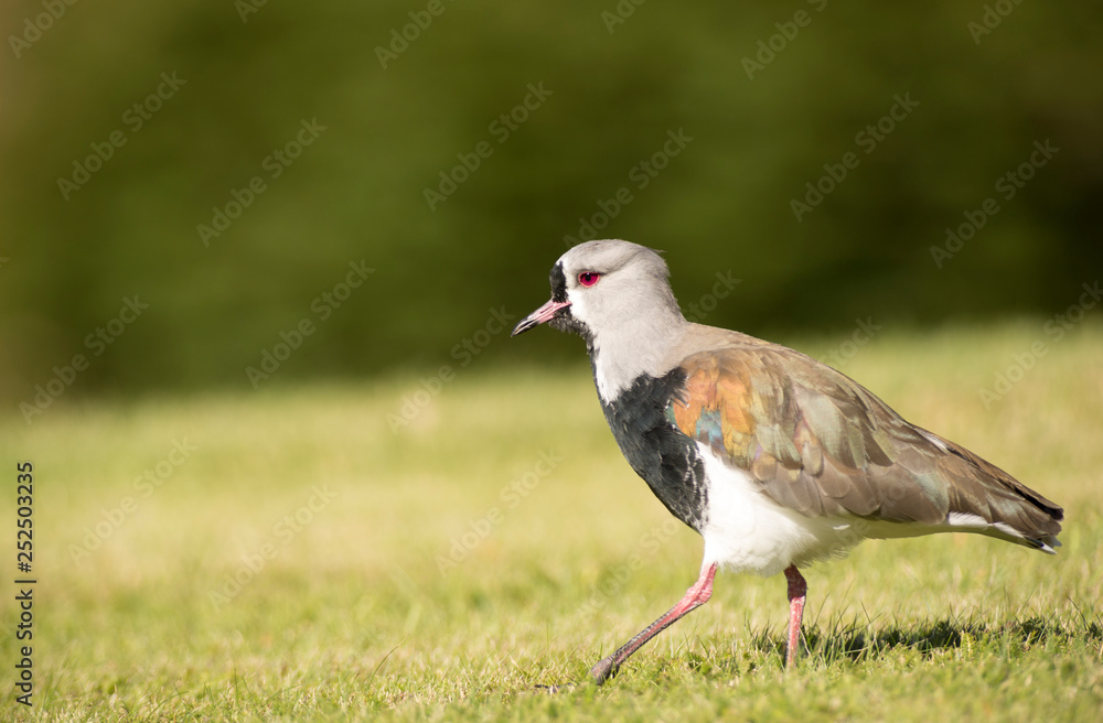 Fototapeta premium Southern Lapwing on the Grass. Tero. 