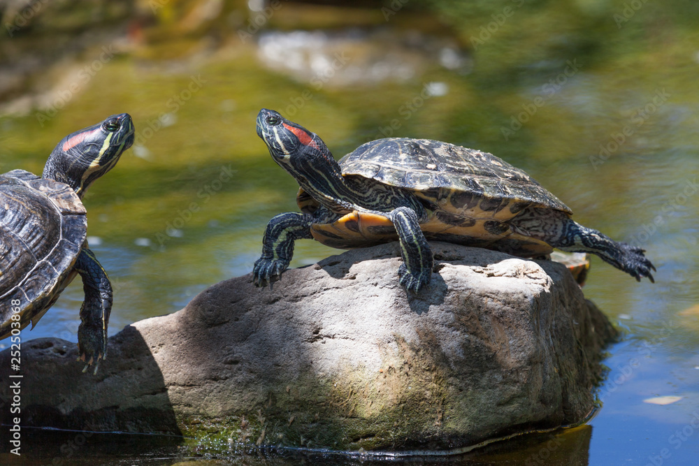 Obraz premium Red Eared Slider Turtles