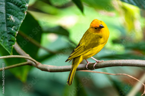  Cute yellow bird 
