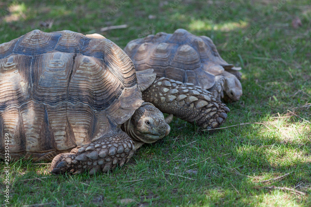 Fototapeta premium African Spurred Tortoise