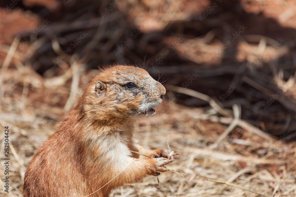 Naklejka premium Old Prairie Dog