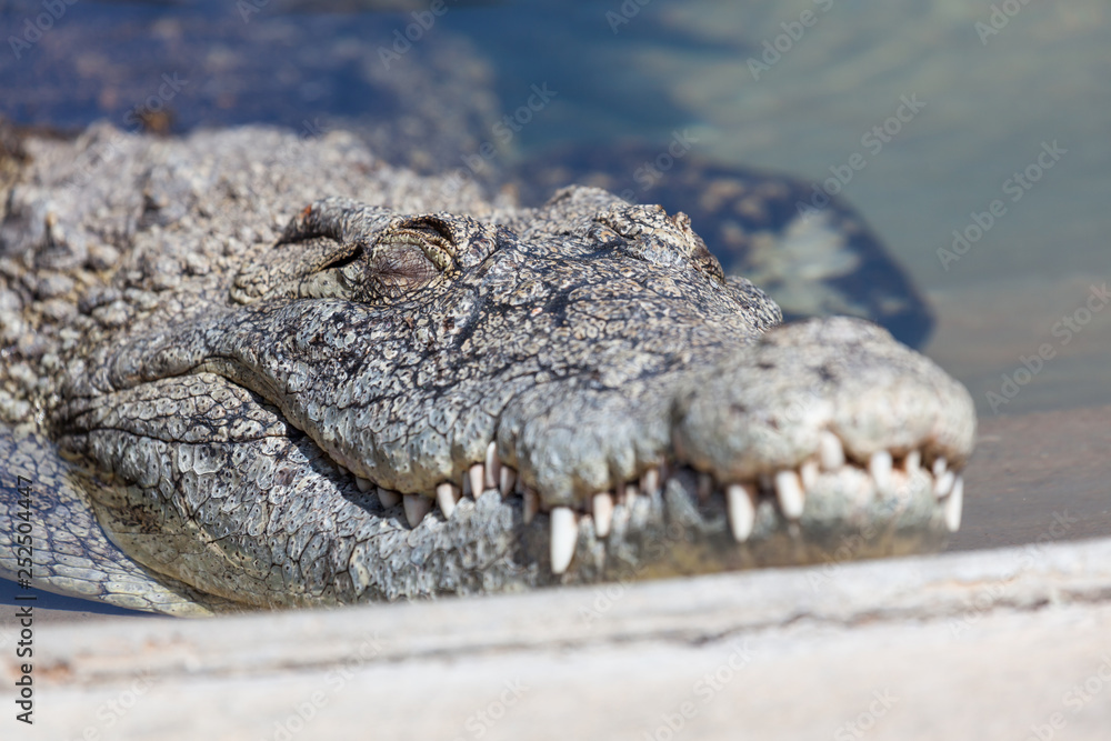 Fototapeta premium Sleeping Alligator