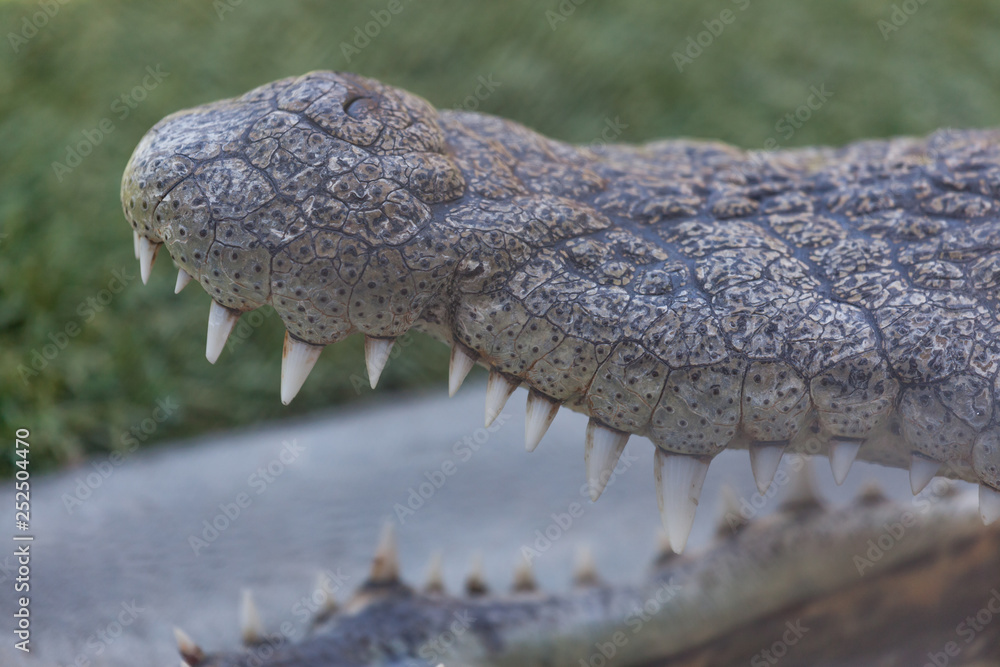 Fototapeta premium Open Mouthed Alligator