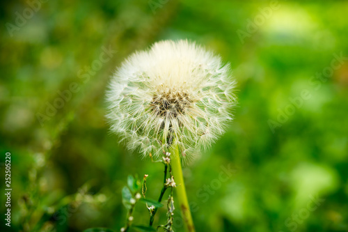 Dandelion