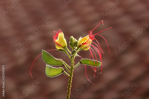 Bird of paradise shrub or Erythrostemon gilliesii or Caesalpinia gilliesii or Bird of paradise bush or Desert bird of paradise flowering plant with small flower buds in center and flower heads compose photo