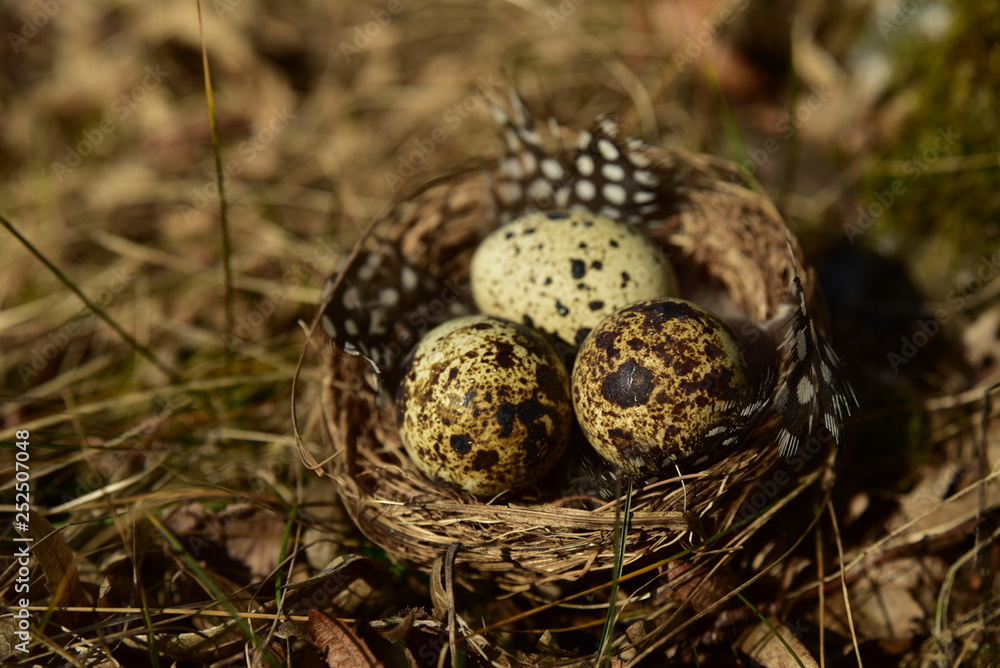 wachteleier mit federn in einem vogelnest wachteleier mit federn in einem vogelnest