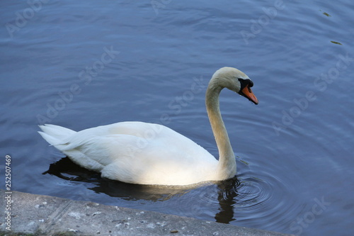 White Swan swims in the evening of summer in the dark water with folded large wings 