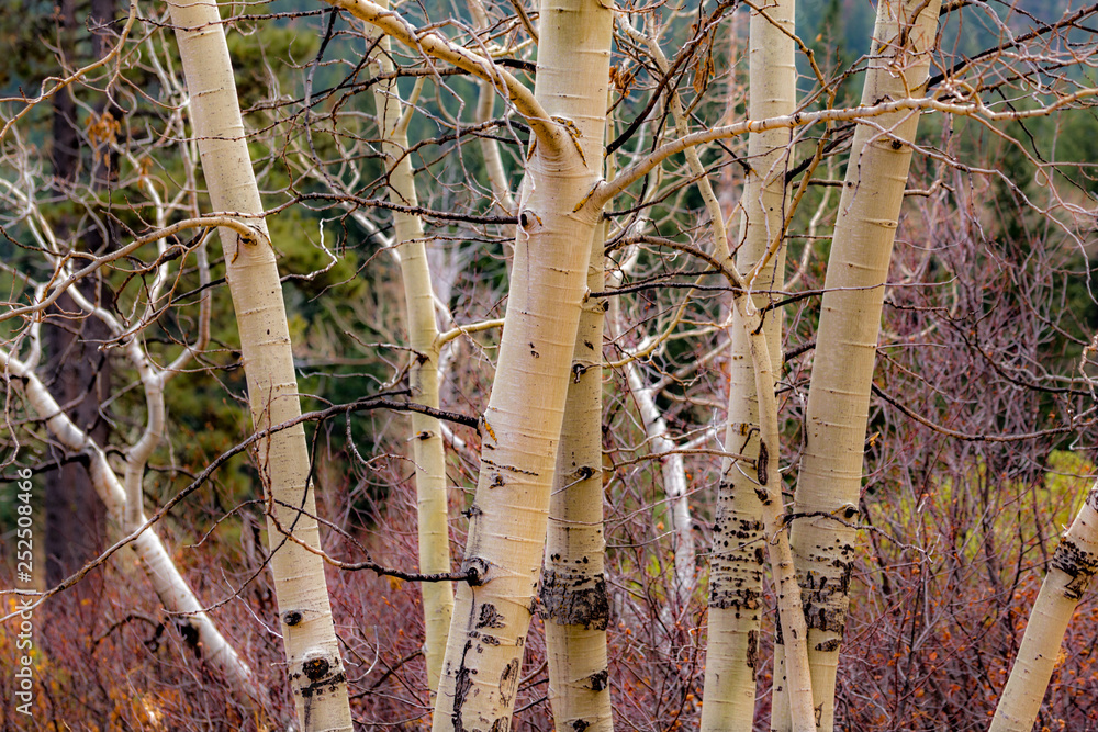 Fototapeta premium branching out