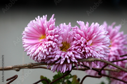 Bunch of densely planted Chrysanthemum or Chrysanths flowering plants with fully open blooming violet flowers growing on top of small branch in local garden on warm sunny day photo