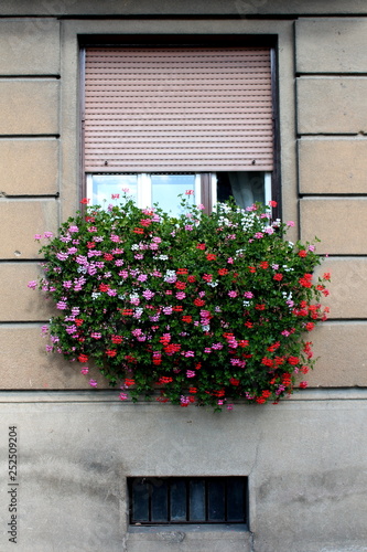 Bunch of Pelargonium fully open blooming flowers in various colors planted in large flower pot on edge of window sill mounted on dilapidated window of old apartment building with faded facade on warm  © hecos