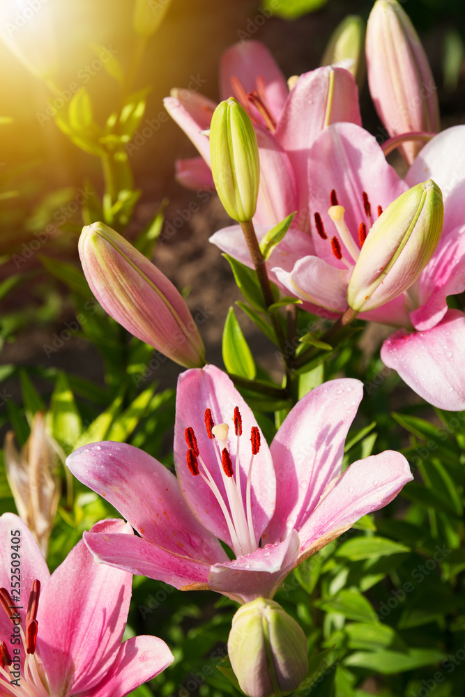 View of bright lily flowering in the garden. Close up of lily flowers View of bright lily flowering in the garden. Close up of lily flowers