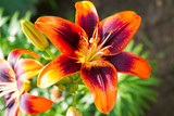 View of bright lily flowering in the garden. Close up of lily flowers