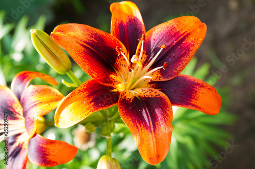 View of bright lily flowering in the garden. Close up of lily flowers photo
