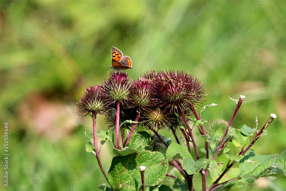 Burr plants in single bunch with colorful butterfly with orange wings and black spots surrounded with green leaves in local garden on warm sunny day - obrazy, fototapety, plakaty 