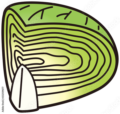 キャベツ　1/4切