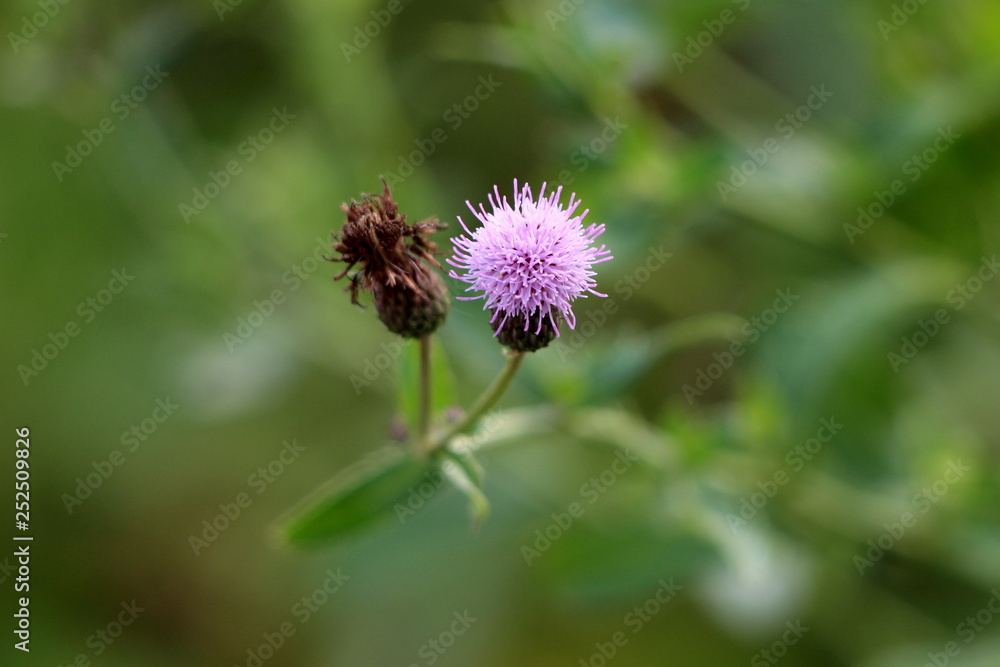 Burrs with fully dry and freshly open flowers growing from single green branch in local garden on light green background on warm sunny summer day Burrs with fully dry and freshly open flowers growing from single green branch in local garden on light green background on warm sunny summer day