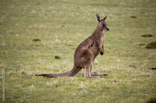 Kangaroo shot in Australia
