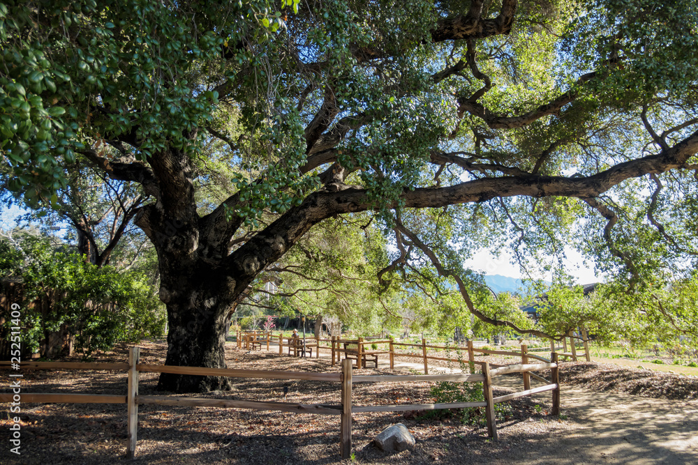 Fototapeta premium Beautiful tree nature scene around Descanso garden