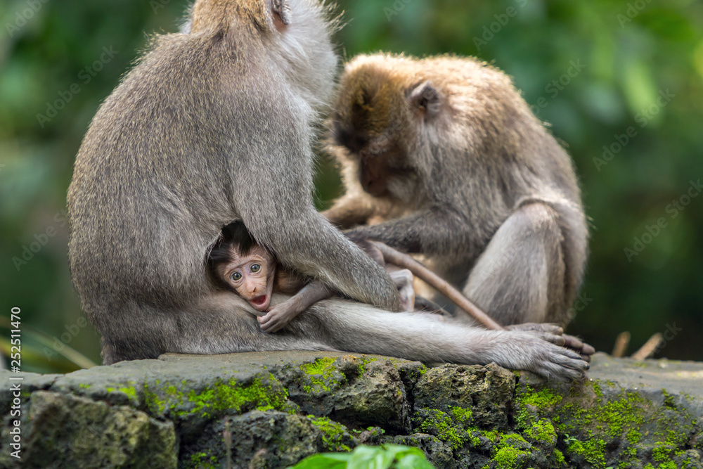 The monkey family takes care of the baby. The monkey family takes care of the baby.