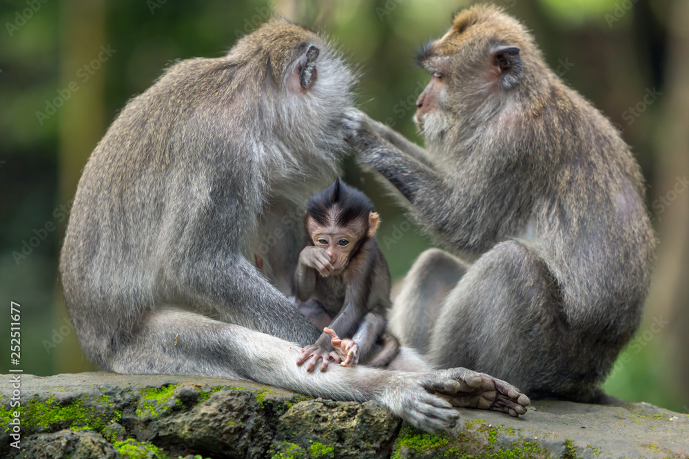 Monkey family has a rest in the jungle of Ubud.