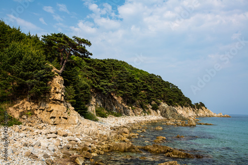 Forest on the rocky shore of the Sea of Japan