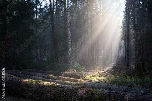 Sonnenstrahlen auf einer Lichtung im Wald