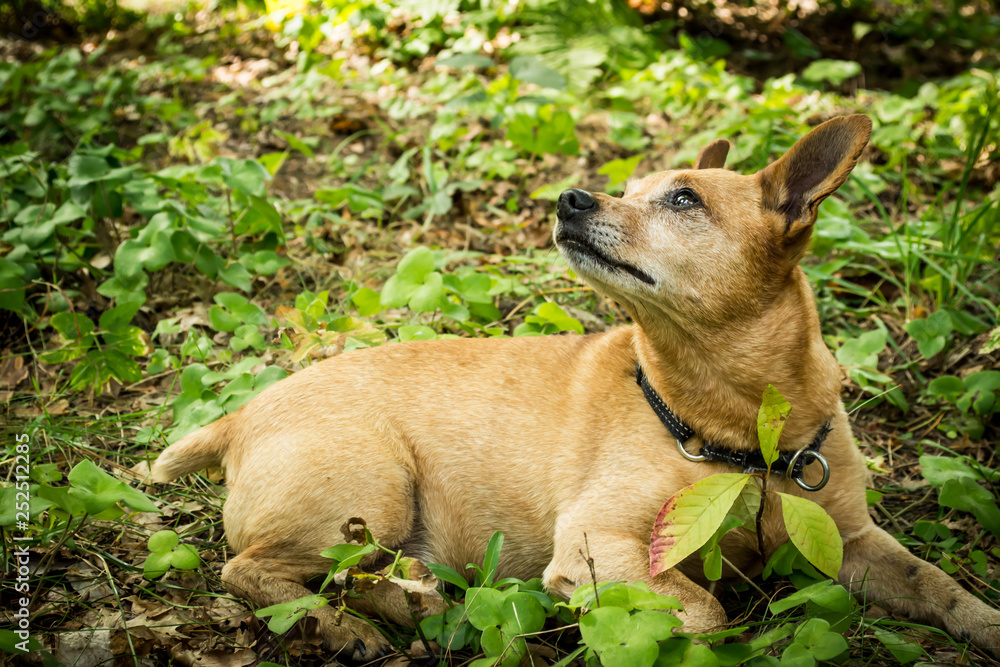 Dog breed miniature pinscher on the nature in the park in summer close-up