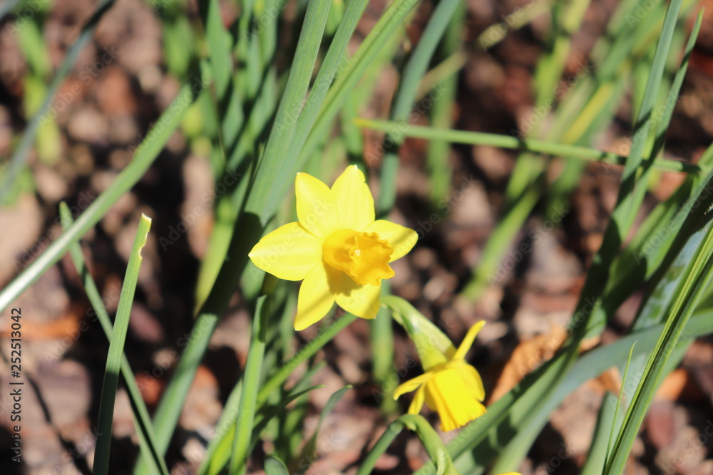 JONQUILLES - FLEURS JAUNES DU PRINTEMPS - NARCISSES