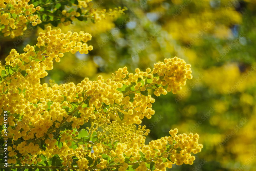 The beautiful Acacia chinchillensis (chinchilla wattle) blossom The beautiful Acacia chinchillensis (chinchilla wattle) blossom