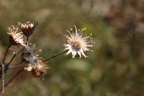 Completely open dried Thistle flowering plant with shriveled and fallen petals surrounded with other plants and leaves in background on warm summer day