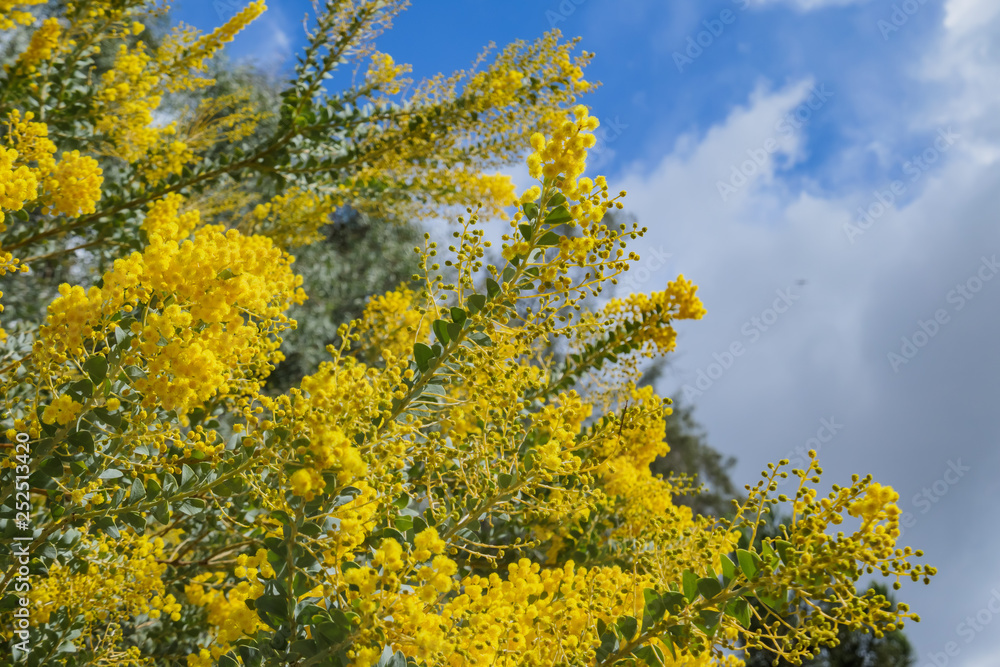 The beautiful Acacia chinchillensis (chinchilla wattle) blossom The beautiful Acacia chinchillensis (chinchilla wattle) blossom